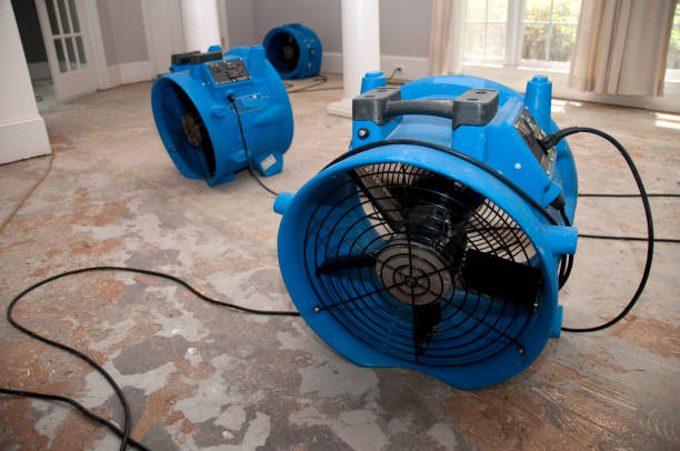 Best Mold removal after water damage  in Brisbane, CA